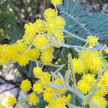 Domaine Valescure Vue Piscine Ou Pinede - Wifi Appartamento Saint-Raphaël
