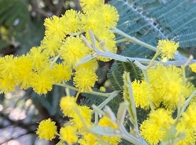 Domaine Valescure Vue Piscine Ou Pinede - Wifi Apartment Saint-Raphael (Var)